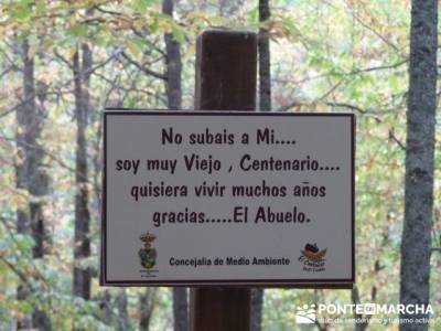 Senderismo por El Castañar de El Tiemblo - Senderismo Ávila